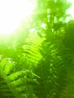 自然背景绿色森林蕨类植物软阳光