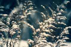 植物秋麒麟草属植物雪在户外草地冬季