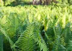 绿色叶子蕨类植物植物日益增长的春天花园