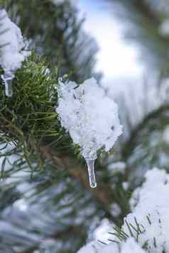 透明的冷冰冰的人挂雪覆盖松树分支