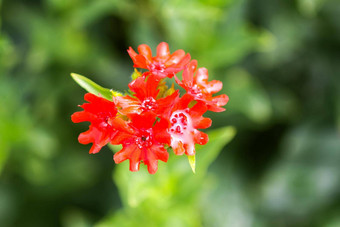 红色的花剪秋罗属chalcedonica马耳他交叉植物夏天花园