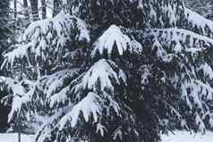 雪覆盖云杉树分支机构在户外