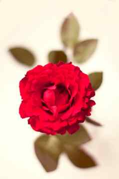 春天花背景美丽的红色的玫瑰花