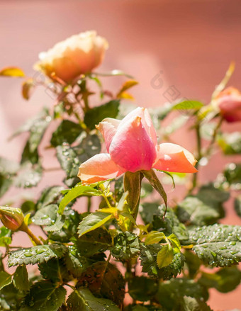 首页<strong>装饰玫瑰花装饰</strong>植物花能