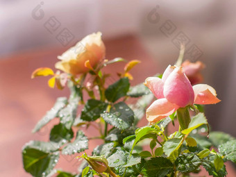 首页<strong>装饰玫瑰花装饰</strong>植物花能