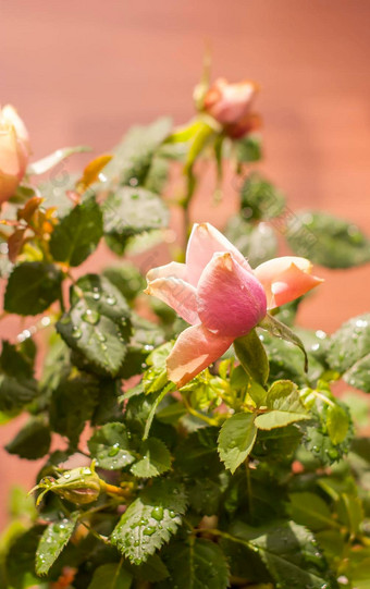 首页<strong>装饰玫瑰花装饰</strong>植物花能