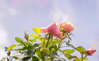 首页<strong>装饰玫瑰花装饰</strong>植物花能