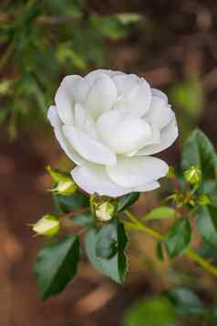 美丽的白色玫瑰植物开花季节夏天花园