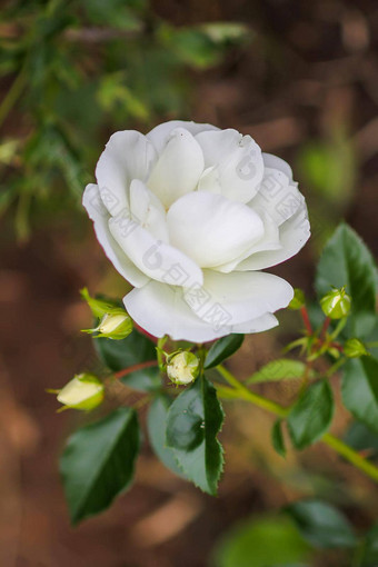 美丽的白色玫瑰植物开花季节夏天花园