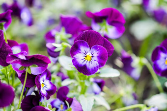 美丽的堇型花<strong>违</strong>反了紫罗兰色的花花园