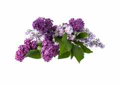 春天花背景紫色的淡紫色花常见的紫丁香植物