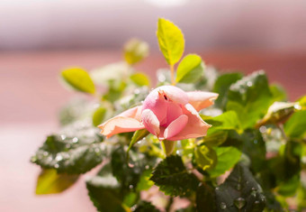 首页<strong>装饰玫瑰花装饰</strong>植物花能