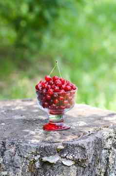 新鲜的成熟的甜蜜的夏天浆果红色的湿樱桃透明的花瓶树树桩在户外