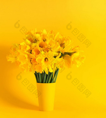 花作文黄色的颜色美丽的花束春天水仙花水仙花