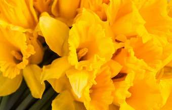 美丽的花束春天黄色的水仙花水仙花