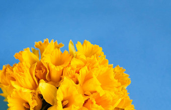 美丽的花束春天黄色的水仙花水仙花蓝色的背景关闭