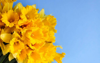 美丽的花束春天黄色的水仙<strong>花水</strong>仙花蓝色的背景关闭