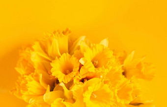 美丽的花束春天黄色的水仙花水仙花黄色的明亮的背景