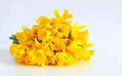 美丽的花束春天黄色的水仙花水仙花白色背景