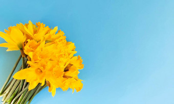 美丽的花束春天<strong>黄色</strong>的水仙花水仙花