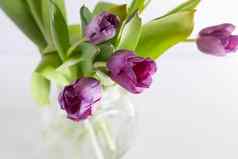 紫色的郁金香玻璃透明的花瓶白色背景春天花束