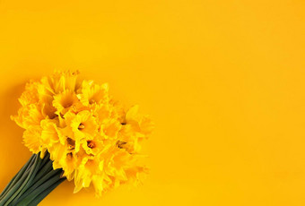 美丽的花束春天黄色的<strong>水仙花水仙花</strong>植物明亮的黄色的背景