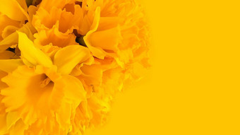 美丽的花束春天黄色的水仙花水仙花关闭