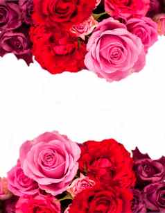 美丽的花框架红色的粉红色的玫瑰