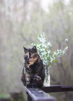 五彩缤纷的猫坐着木栏杆春天花束樱桃树分支机构
