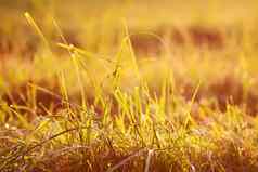 新鲜的绿色草露水滴日落金软阳光夏天自然背景