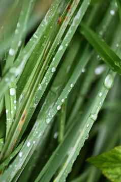 新鲜的绿色草夏天草地水滴雨