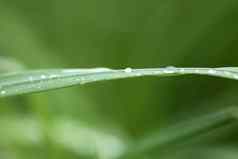 新鲜的绿色草夏天草地水滴雨