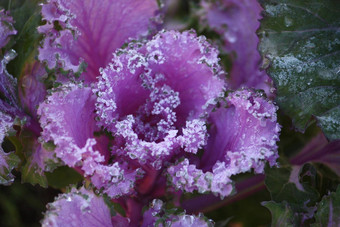 紫色的观赏装饰开花卷心菜