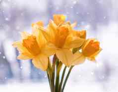 美丽的花束春天黄色的那喀索斯花