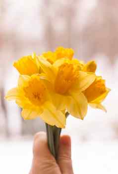 美丽的花束春天黄色的那喀索斯花手