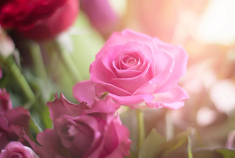 美丽的花束粉红色的红色的玫瑰花