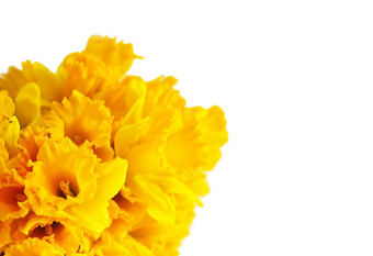 美丽的花束春天<strong>黄色</strong>的水仙花水仙花白色背景