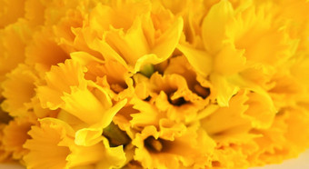 美丽的花束春天<strong>黄色</strong>的水仙花水仙花