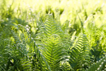 美丽的蕨类植物叶子春天公园绿色<strong>树叶阳光</strong>明媚的一天自然背景<strong>阳光</strong>