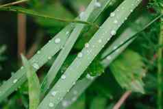 新鲜的绿色草夏天草地水滴雨