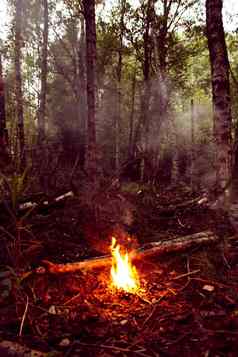 火森林明亮的火焰