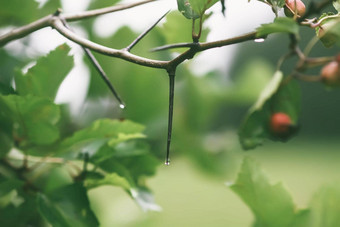 <strong>山楂</strong>秋天quickthornthornapplemay-tree<strong>山楂山楂</strong>植物