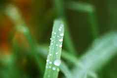 新鲜的绿色草夏天草地水滴雨