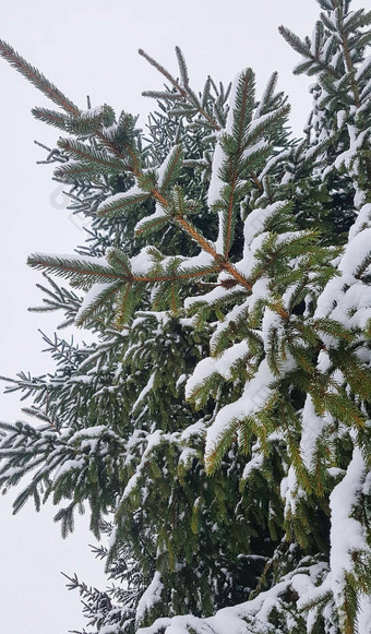 冬天自然背景云杉树降雪