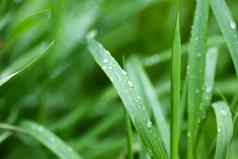 新鲜的绿色草夏天草地水滴雨