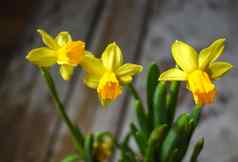 黄色的春天那喀索斯花日益增长的能