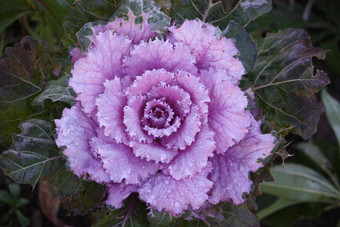 紫色的观赏装饰开花卷心菜