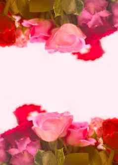 美丽的花束粉红色的红色的玫瑰花白色背景花框架