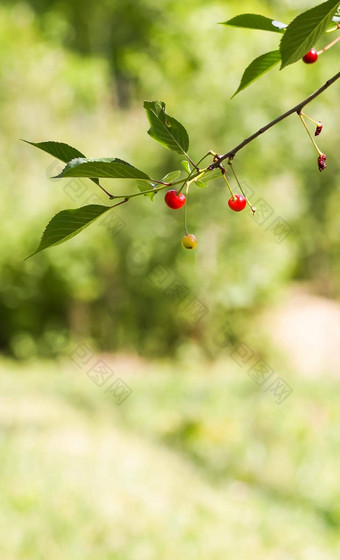 成熟的樱桃树新鲜的红色的樱桃水果夏天花园农村