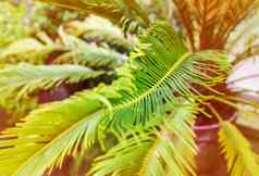 绿色棕榈叶子软阳光自然热带植物背景